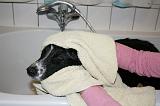 SECHAGE - BORDER COLLIE 001